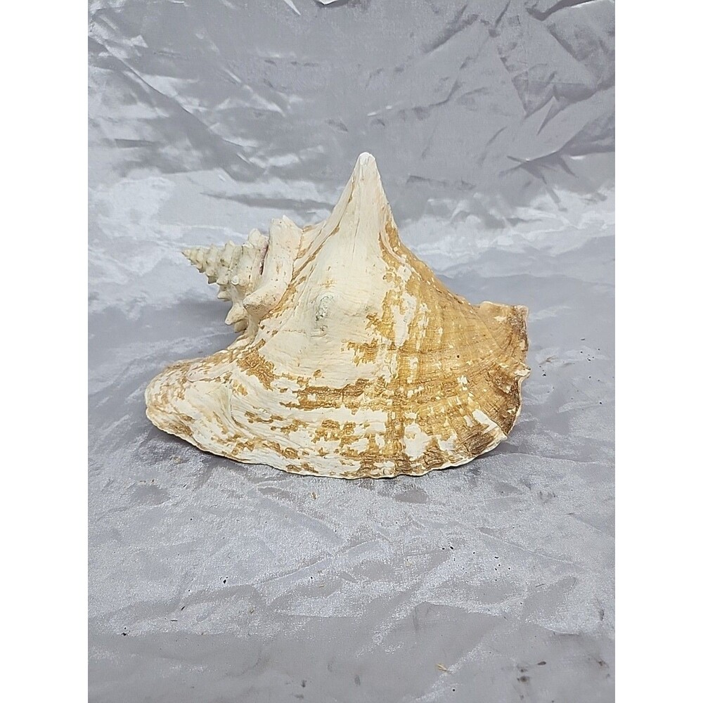 Large Sea shell natural Ocean Beach Decor Nautical 10''